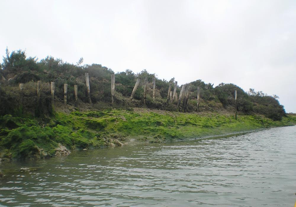 marismas