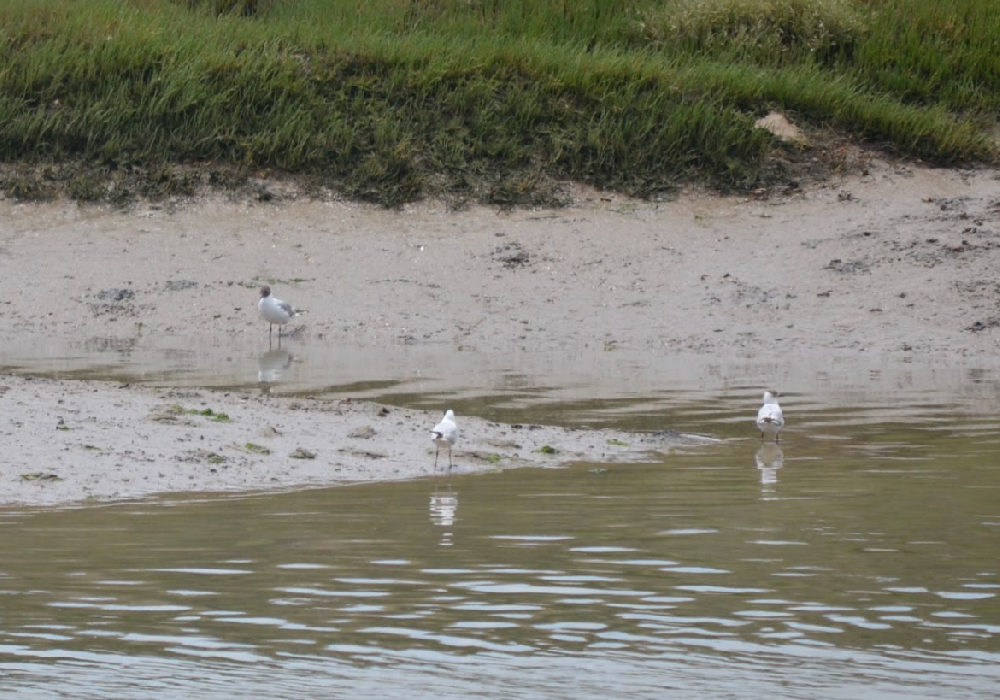 Marisma avoceta